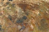 Colorful, Polished Petrified Wood Section - Arizona #136191-2